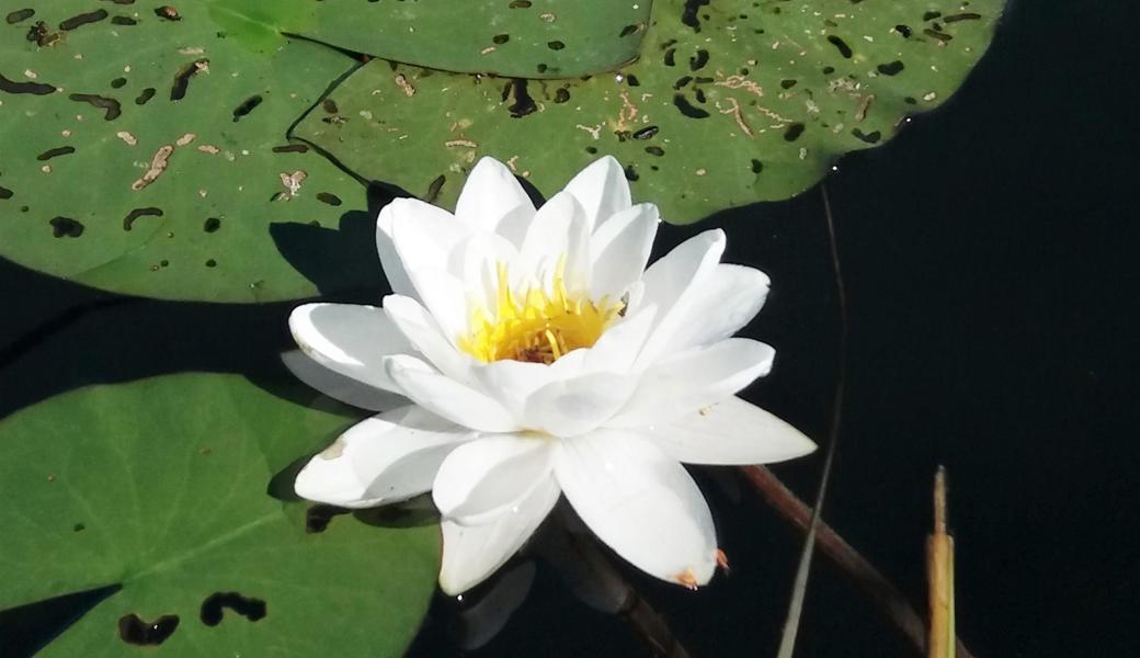 Die Seerose ist getragen vom Wasser und verwurzelt im Seegrund.