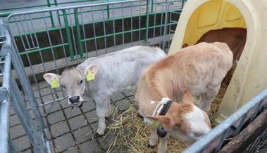 Impressionen von der Viehschau in Oberriet