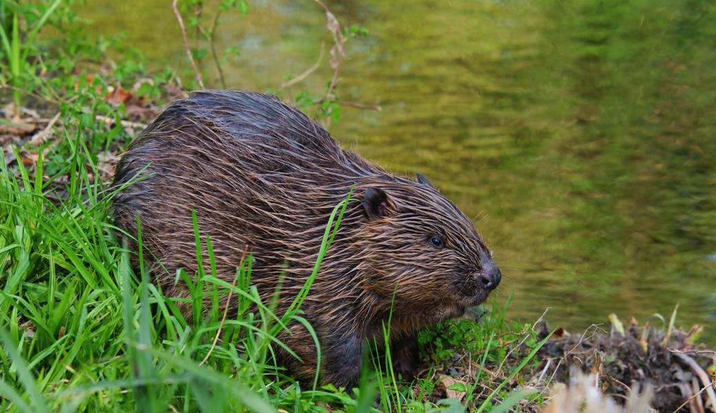 Der Landschaftsgärtner und seine Feinde: Schälschutzpaste schützt Bäume vor Biberschäden