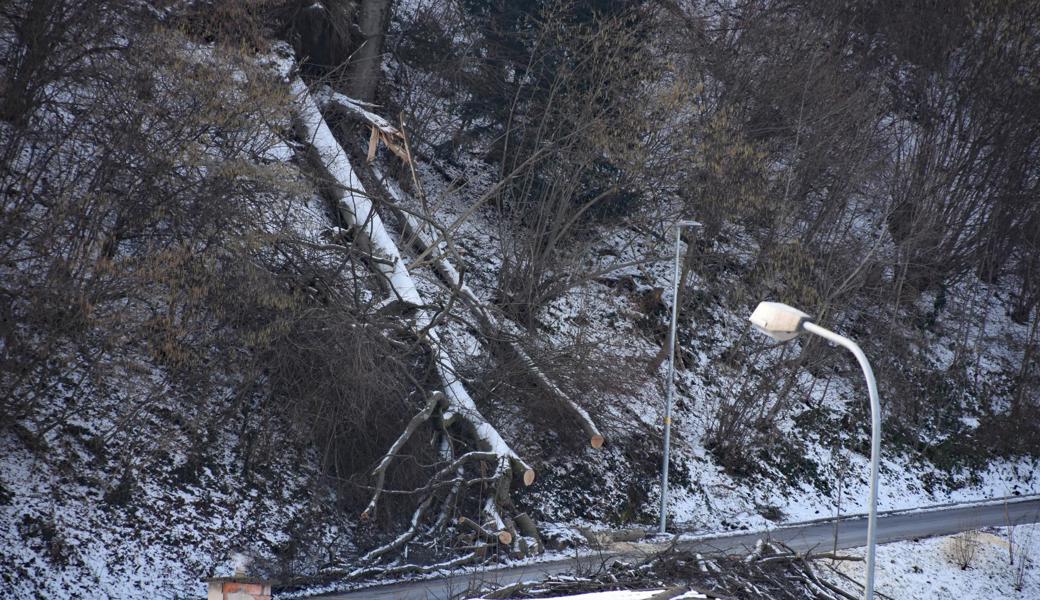 Wenn Bäume auf die Strasse fallen, wie beispielsweise hier an der Brändlihangstrasse, kann das den Waldbesitzer teuer zu stehen kommen – nicht nur wegen des Feuerwehreinsatzes.