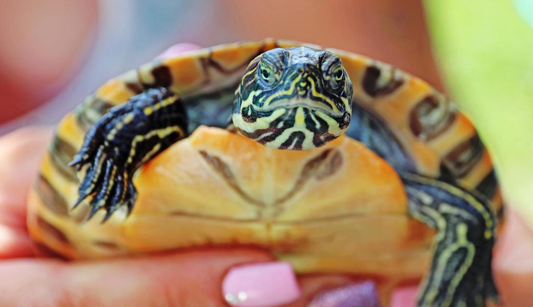 Die amerikanische Gelbwangen-Schmuckschildkröte fühlt sich wohl in Widnau. 