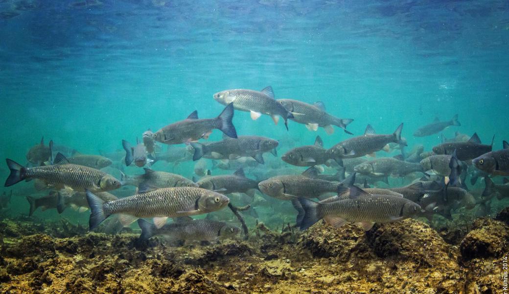 Der Alet - Fisch des Jahres 2021 - ist sehr robust und deshalb trifft man ihn fast in allen Gewässern der Schweiz an.