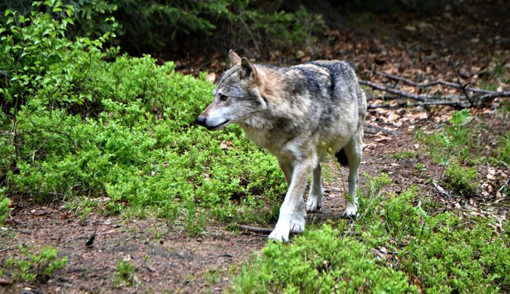 Ein Wolf auf der Jagd.