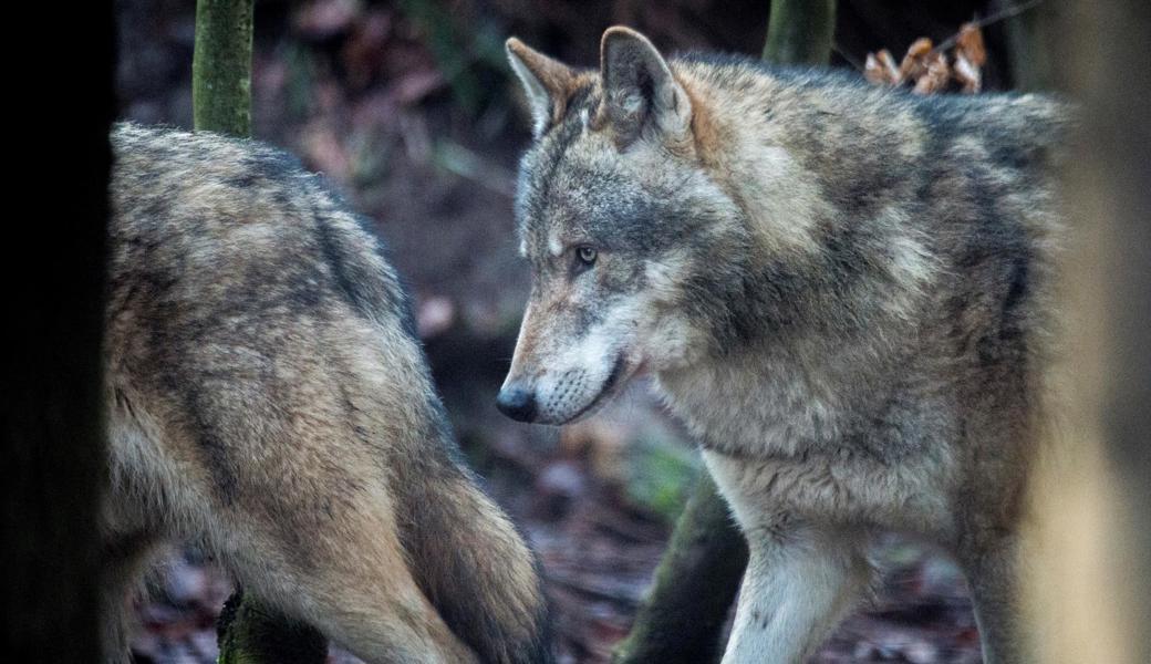 Wölfe dürfen schneller geschossen werden: Der Bund hat die Jagdverordnung angepasst. 