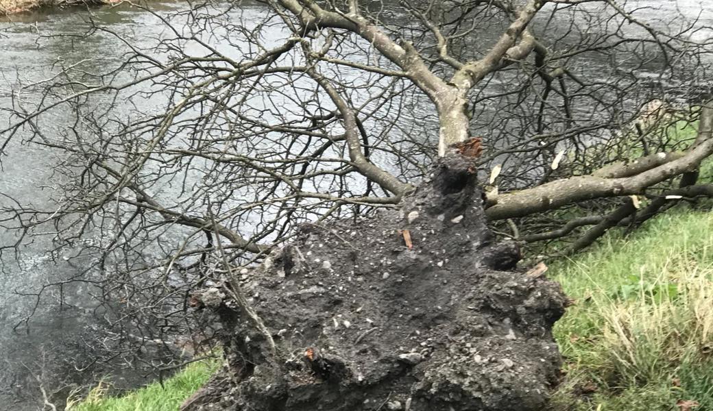 Der Föhn hat am Freitagvormittag in Widnau einen Baum entwurzelt.