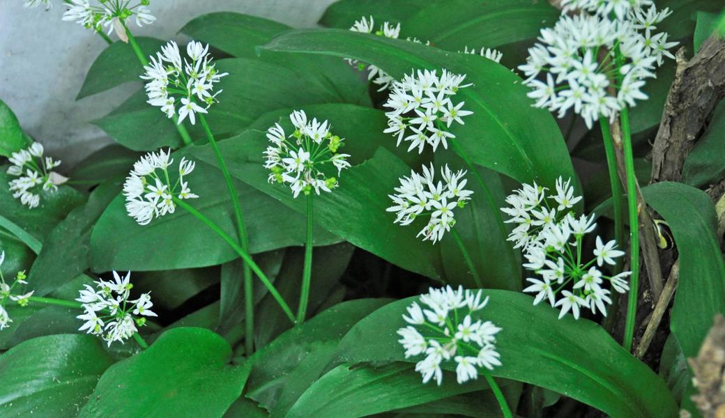 Herrlich nach Knoblauch duften die Blüten und Blätter des Bärlauchs.