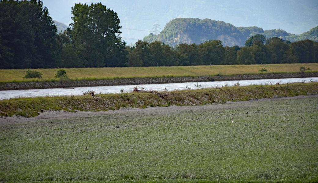 Im Vergleich zu 2016 liegt wenig Schwemmholz im Rheinvorland und auf dem Dämmen. 