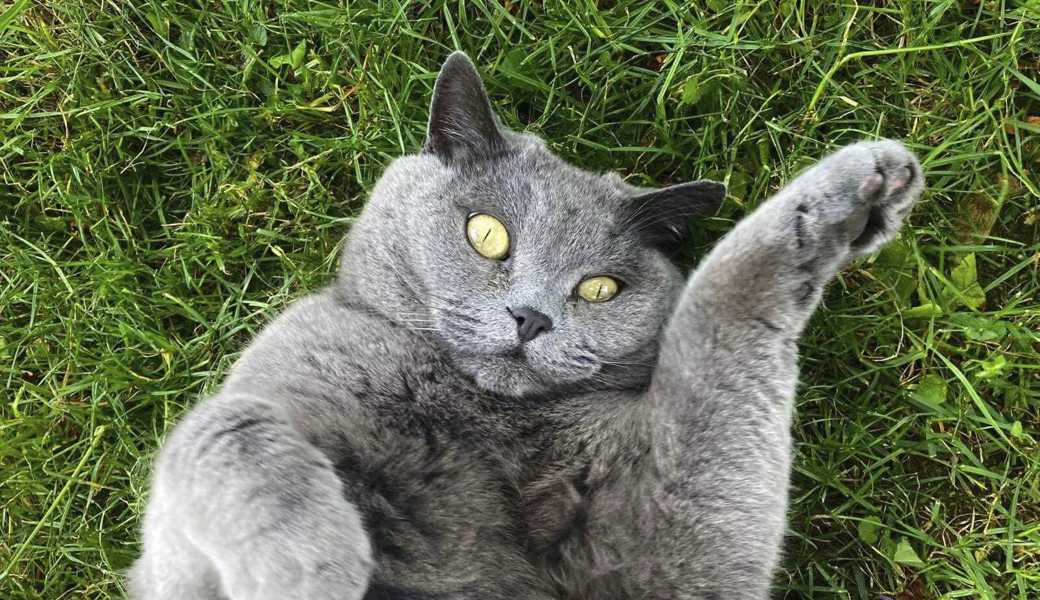 Katzen und ihre Zuneigung: Was hinter dem ständigen Reiben steckt