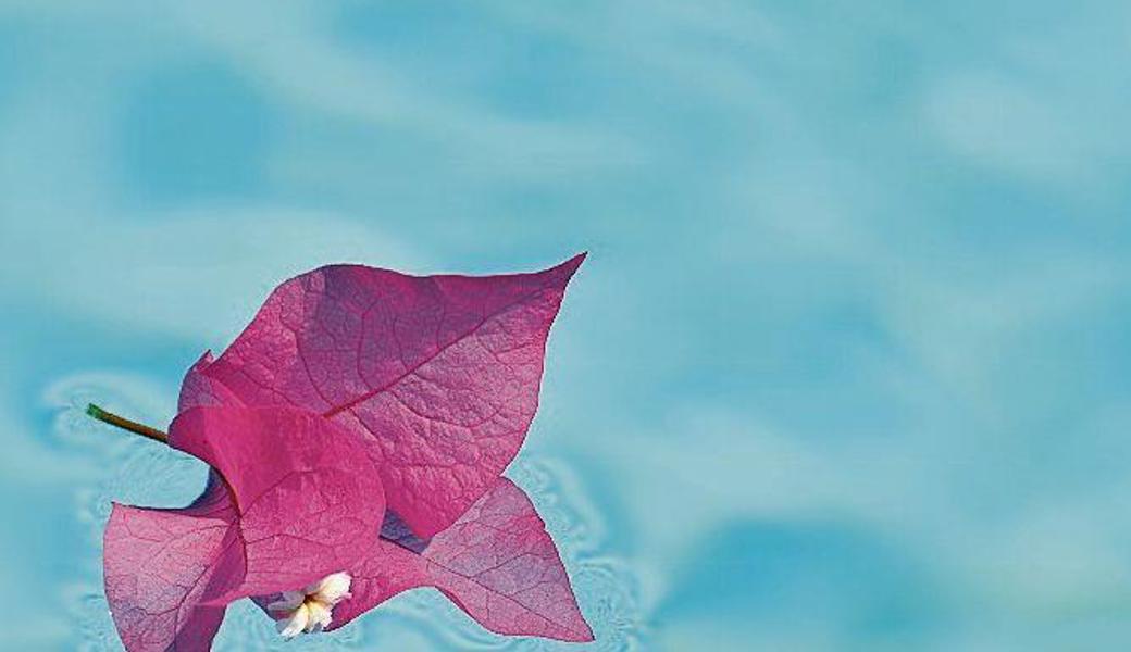 Diese Blüte hofft auf ein ruhiges Ufer. Bougainvillea im Swimmingpool.