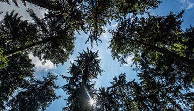 Die Forst Rüthi-Lienz AG feiert