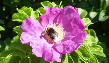 Die Geniesser-Hummel