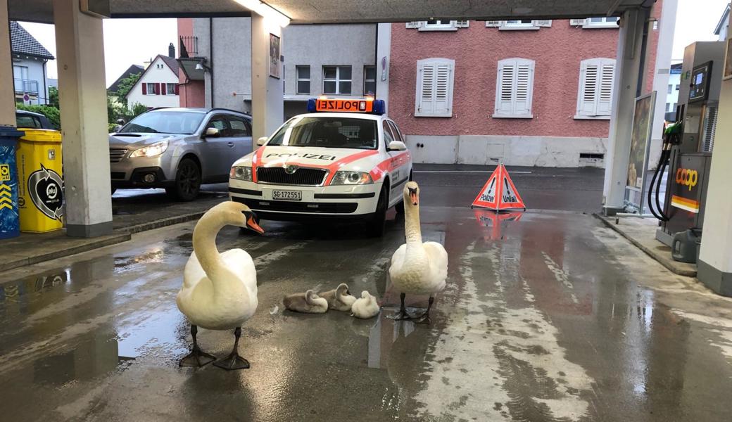 Familie Schwan auf Abwegen.