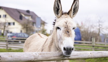 TV-Sendung über Therapie mit Eseln im Gefängnis