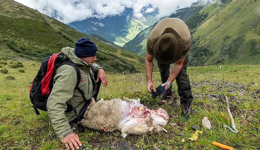 Ein Wildhüter untersucht im Spätsommer 2020 ein von einem Wolf gerissenes Schaf. In jenem Sommer wurden auf Alpen im Sarganserland über 50 Schafe gerissen, teils auch solche aus geschützten Herden.