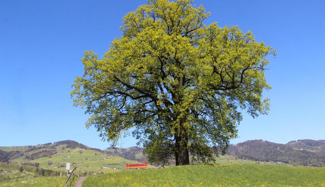 Vom Rand der Altstadt zu sehen: Die 350-jährige Eiche auf dem Forst.