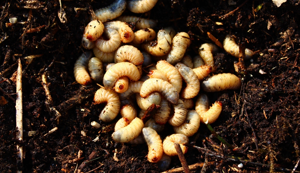 Engerlinge im Beet erkennen: So unterscheiden Sie Nützlinge und Schädlinge