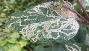 Biologische Alternativen gewinnen im Pflanzenschutz zunehmend an Bedeutung