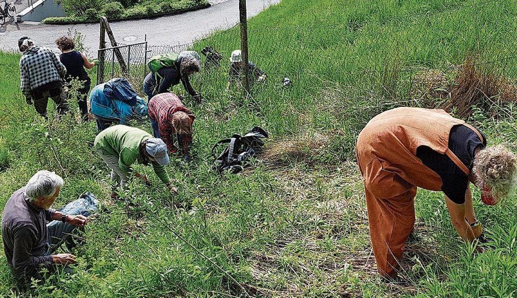 Elf Helfer bekämpften Neophyten entlang des Sackbachs im Rötiberg in Berneck.