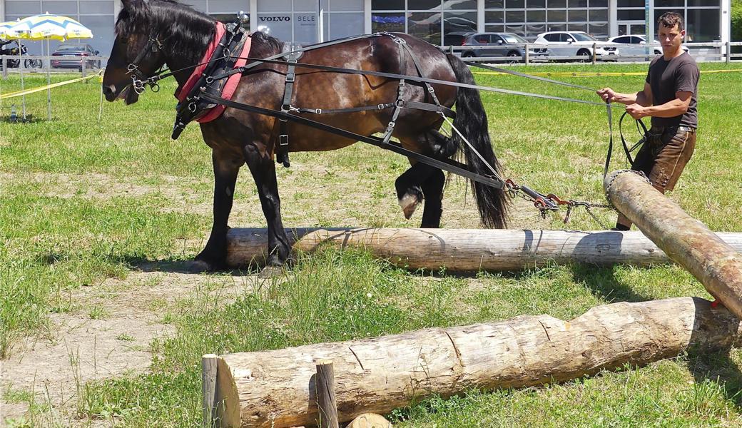 Eine Impression vom erstmals durchgeführten Holzrücken.