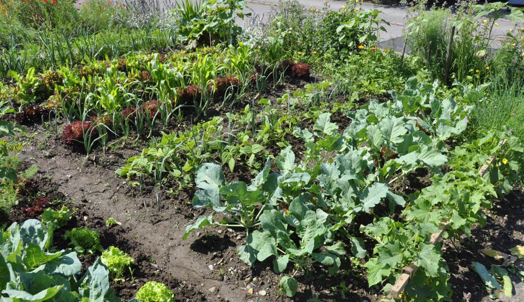 Es gibt nichts Schmackhafteres, als eigenes Biogemüse aus dem Garten.