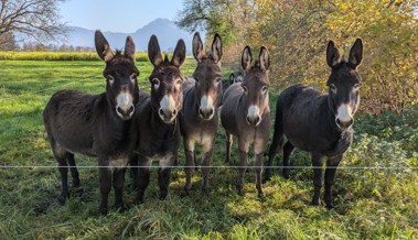 Eine vermutlich social-media-erfahrene Fünfergruppe nimmt sich Zeit für den Fotografen