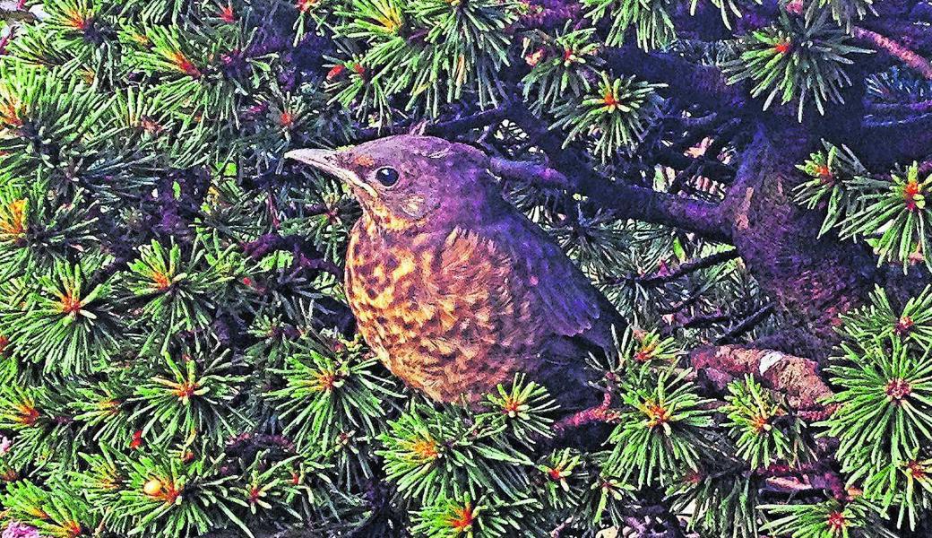 Die junge Amsel kann schon fliegen, wird aber trotzdem noch regelmässig von den Eltern gefüttert. Auf dem Kopf trägt sie noch Flaumfedern, die wie zwei Hörner aussehen.