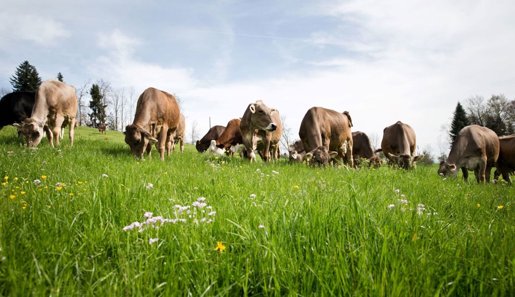 Bauernbetriebe, die von PFAS betroffen sind, erhalten finanzielle Hilfe