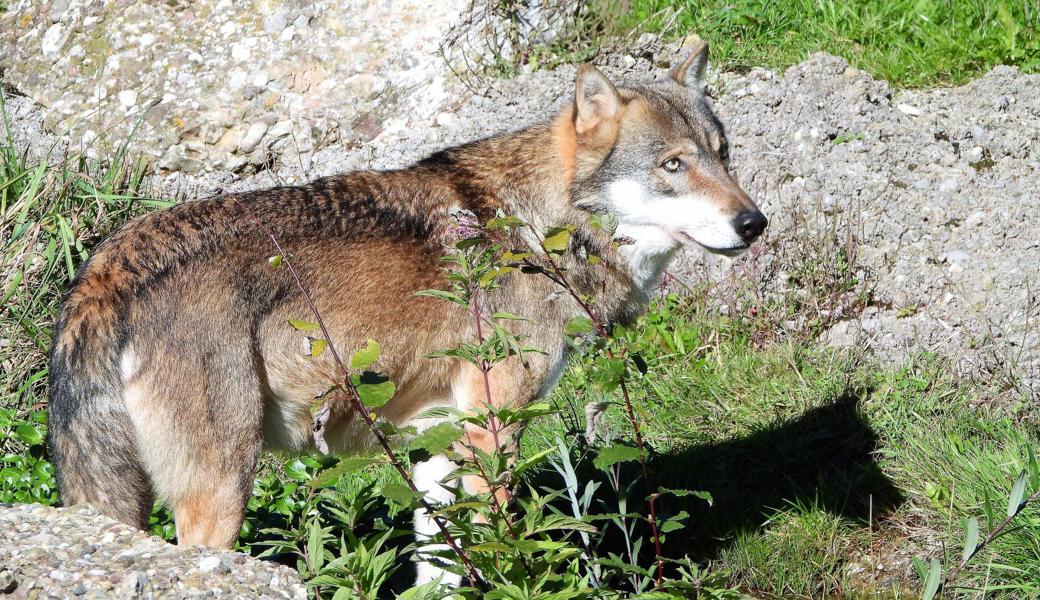 Dieser Wolf ist für Schafe ungefährlich: Er lebt im Tierpark Goldau.