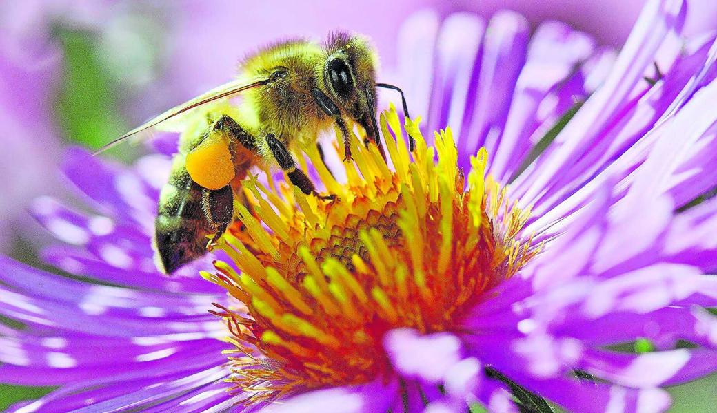 Honigbienen haben einen Flugradius von drei Kilometern und kommen somit an vielen Feldern und Gärten vorbei.