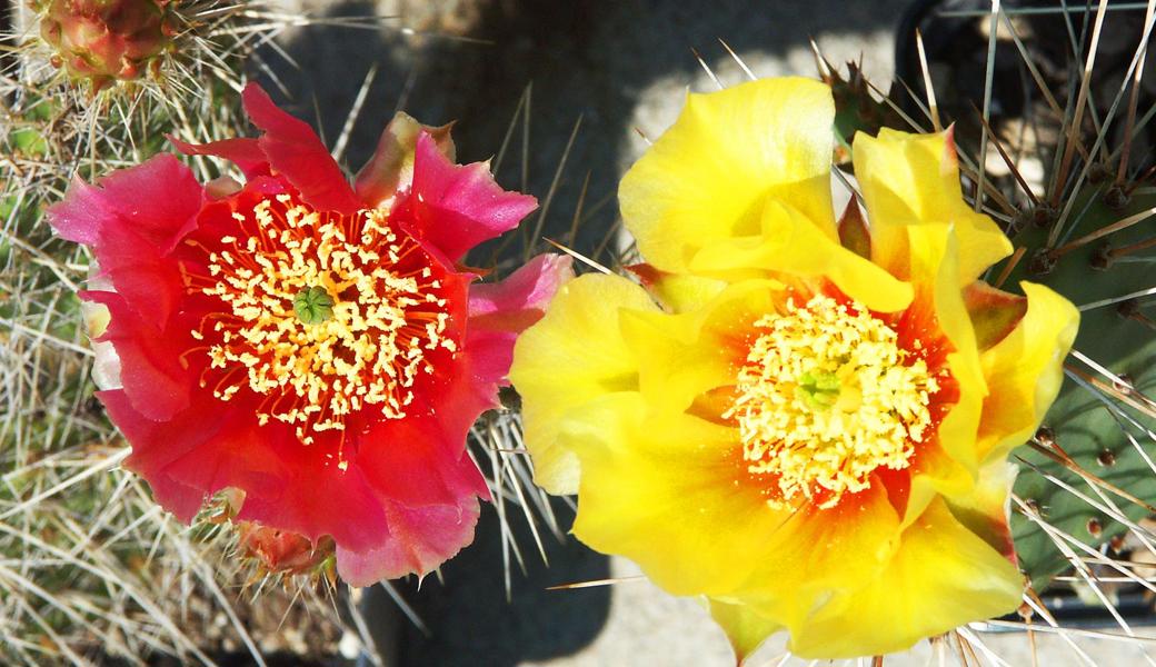 Kakteenblüten strahlen mit unglaublicher Exotik. Winterharte Arten, die bei uns überdauern, sind etwas Exklusives.