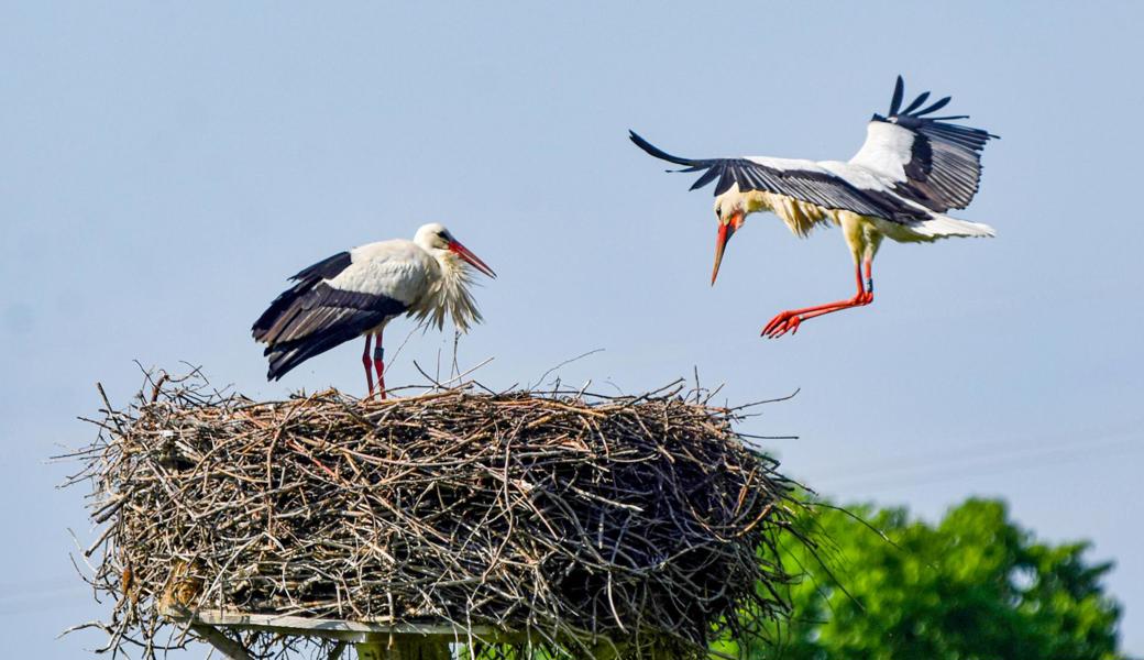 Das Storchenpaar in Thal verzichtet seit Jahren auf den weiten Flug in wärmere Gefilde. 