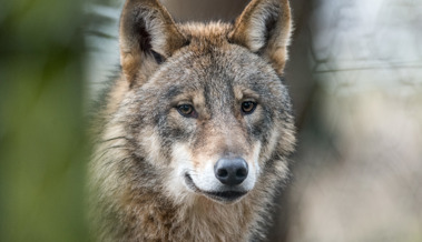 Wolf wegen «unerwünschtem Verhalten» zum Abschuss freigegeben