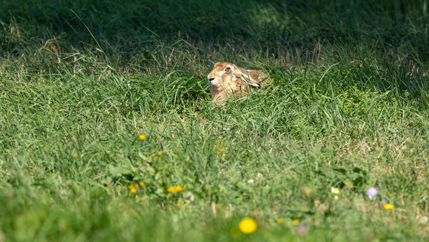 Ein Hase duckt sich mit angelegten Ohren in seiner Sasse.