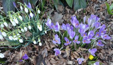 Frühling, bist du es?