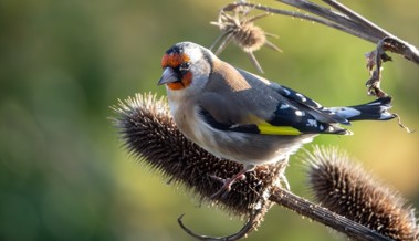 Pflanzen-Sets von Pro Riet schaffen neue Lebensräume für Tiere zwischen Sargans und Altenrhein