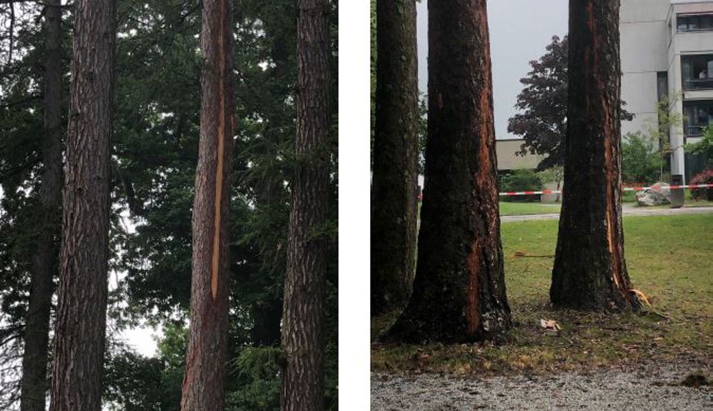Gewitter hatte Folgen für den Kurpark: Zwei Bäume vom Blitz getroffen