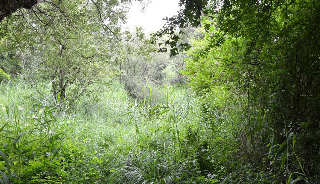 Das Naturschutzgebiet Moosanger ist mit den Jahren zugewachsen