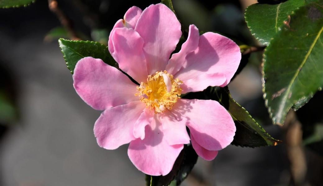 Eine wunderschöne Herbstblüherin ist die Camellia sasanqua «Cleopatra».