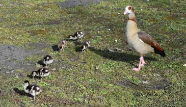 Am alten Rhein bei Diepoldsau haben die Gänse bereits Junge