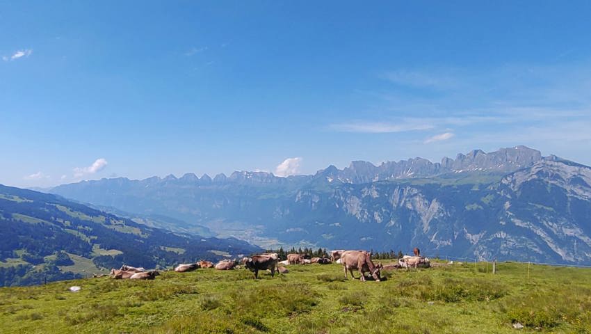 Zwischen Alpromantik und Kuhmist: Zwei Rheintaler verbringen den Sommer als Älpler