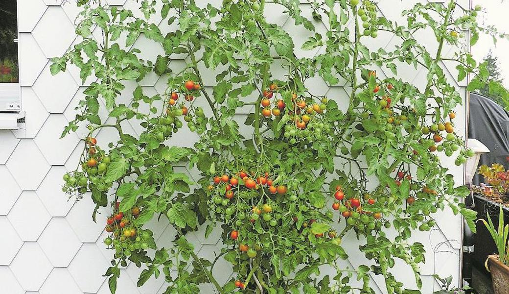 Wenn die Nährstoff- und Wasserversorgung stimmt und alle Triebe Luft und Licht erhalten, kann man Cherrytomaten auch fünftriebig als Spalier ziehen.  