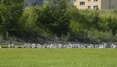 Planschbecken für Möwen