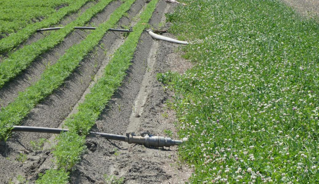 Auch auf Bernecker Feldern sind Wasserleitungen zu sehen, mit denen die Landwirte ihre Gemüsekulturen am Leben halten.