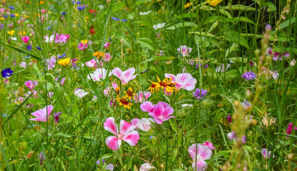 Wunderschöne Vielfalt: Blumenwiese am Strassenrand.