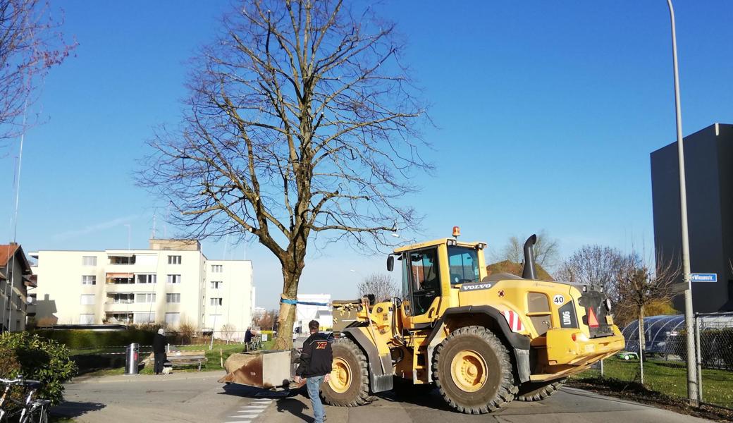 Die Linde wird von ihrem bisherigen Standort an der Kreuzung Wiesenstrasse / Industriestrasse weggefahren.