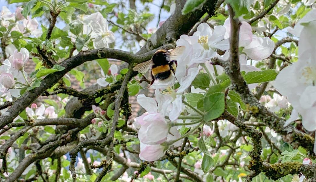 Am Ostersonntag in Rebstein.