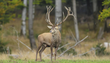 SVP-Kantonsräte fordern: Der Bestand der Hirsche soll gesenkt werden