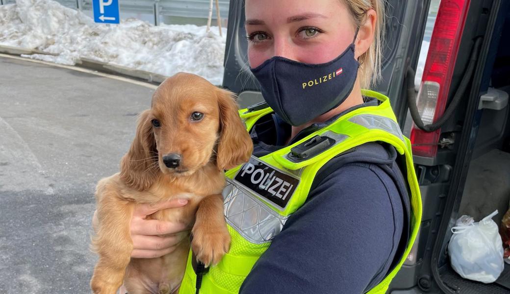 Dieser Hund wurde illegal im Auto eines Rumänen mitgeführt.