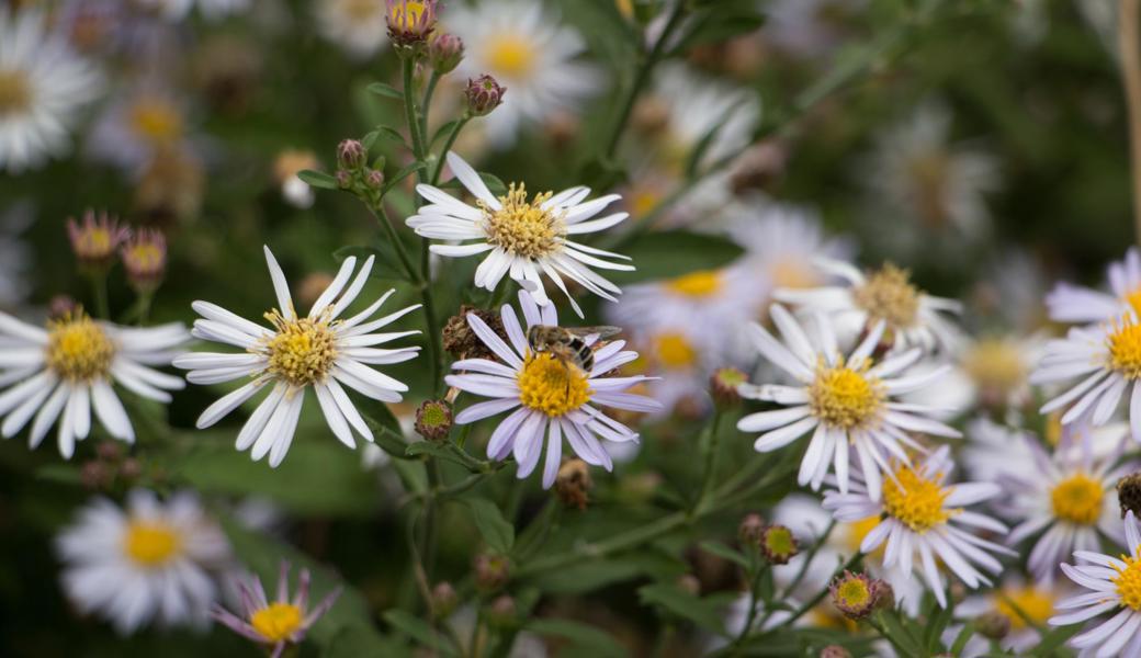 Einige Wildastern sind bei Insekten beliebt, sehen schön aus und unterdrücken ganz nebenbei auch noch manches Unkraut. Was will man mehr?