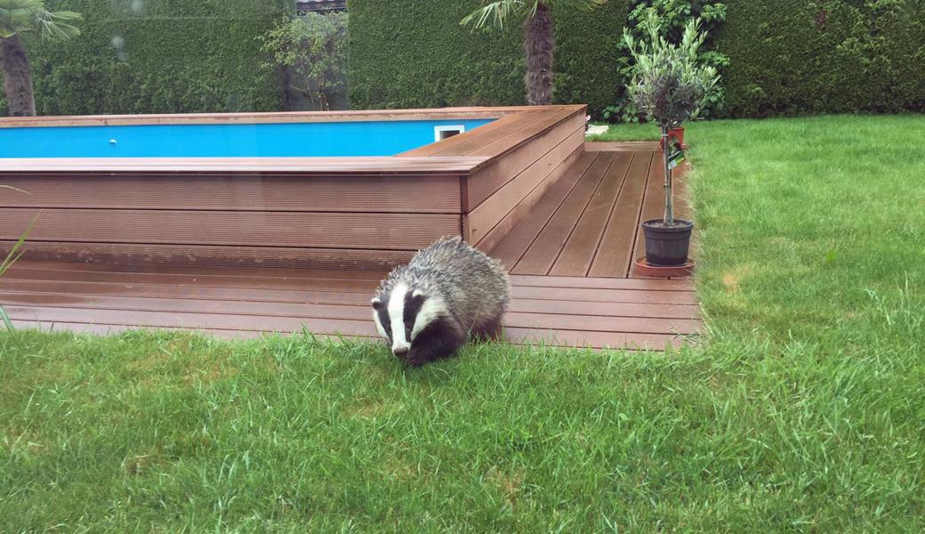 Das schöne Tier in Familie Seitz’ Garten hat sich sogar genähert, als Donata Seitz die Kamera betätigte. Laut dem Wildhüter ist es eher ungewöhnlich, dass sich Dachse tagsüber zeigen, sie sind dämmerungs- und nachtaktiv. 